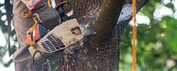 How Our Tree Care Process Works  in  New Miami, OH